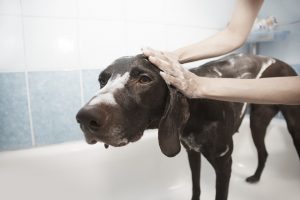 dog -grooming